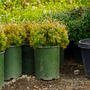 Carsten's Wintergold Mugo Pine
