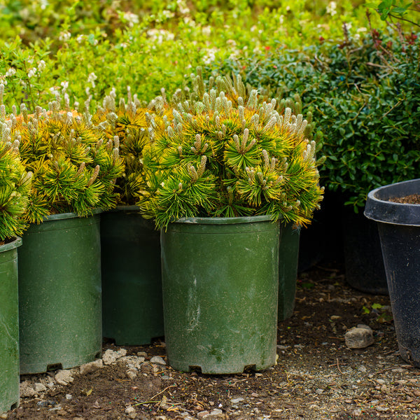 Carsten's Wintergold Mugo Pine