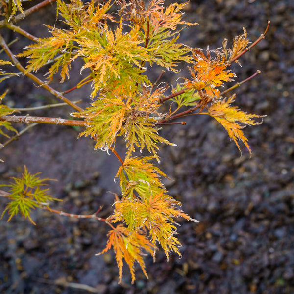 Cascadia Maple