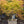 Load image into Gallery viewer, Cascadia Maple