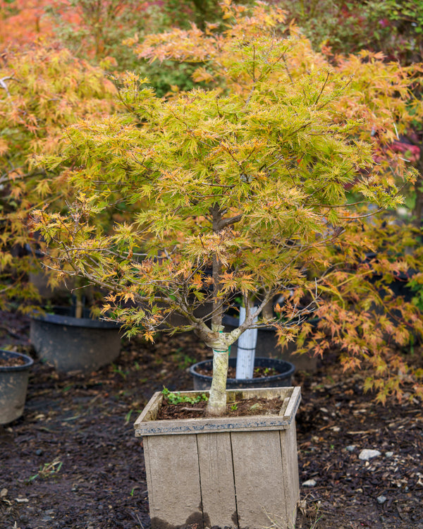 Cascadia Maple