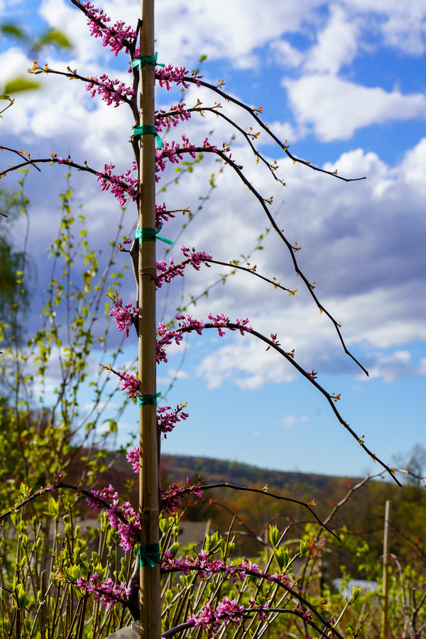 Cascading Hearts Redbud - Redbud - Flowering Trees