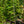 Load image into Gallery viewer, Cascading Hearts Eastern Redbud