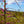 Load image into Gallery viewer, Cascading Hearts Redbud - Redbud - Flowering Trees