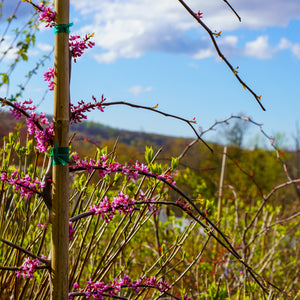 Cascading Hearts Redbud - Redbud - Flowering Trees
