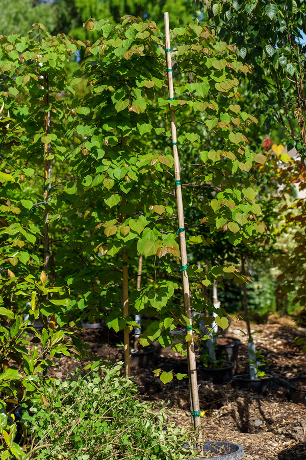 Cascading Hearts Eastern Redbud
