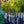 Load image into Gallery viewer, Northern Catalpa