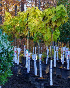 Northern Catalpa