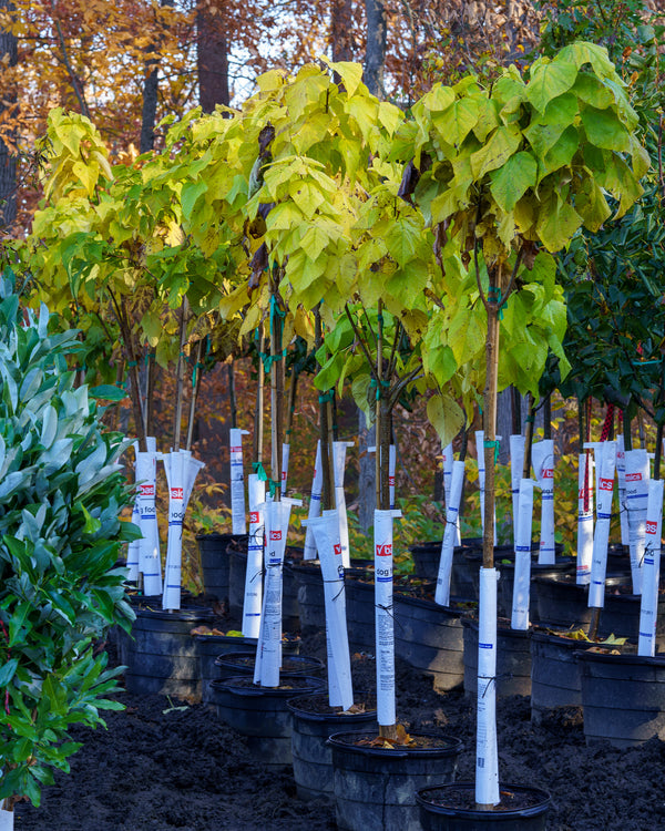 Northern Catalpa
