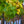 Load image into Gallery viewer, Northern Catalpa