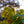 Load image into Gallery viewer, Northern Catalpa