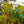 Load image into Gallery viewer, Northern Catalpa