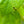 Load image into Gallery viewer, Northern Catalpa