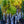 Load image into Gallery viewer, Northern Catalpa