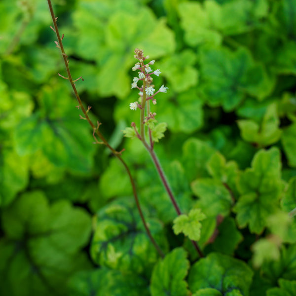 Catching Fire Foamy Bells