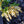Load image into Gallery viewer, Cavatine Andromeda - Pieris - Shrubs