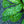 Load image into Gallery viewer, Celebration Lungwort