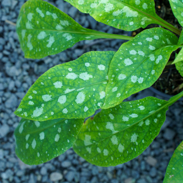 Celebration Lungwort