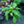 Load image into Gallery viewer, Celebration Lungwort