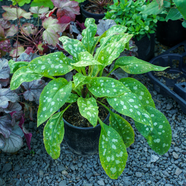 Celebration Lungwort
