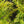 Load image into Gallery viewer, Celtic Pride Siberian Cypress