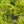 Load image into Gallery viewer, Celtic Pride Siberian Cypress