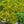 Load image into Gallery viewer, Celtic Pride Siberian Cypress