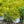 Load image into Gallery viewer, Celtic Pride Siberian Cypress