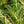 Load image into Gallery viewer, Central Park Oriental Poppy