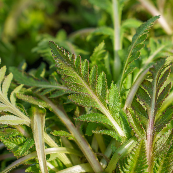 Central Park Oriental Poppy