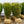 Load image into Gallery viewer, Upright Japanese Plum Yew - Yew - Conifers