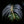 Load image into Gallery viewer, Hedgehog Japanese Plum Yew - Yew - Conifers