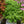 Load image into Gallery viewer, Cerveza 'n Lime Plectranthus