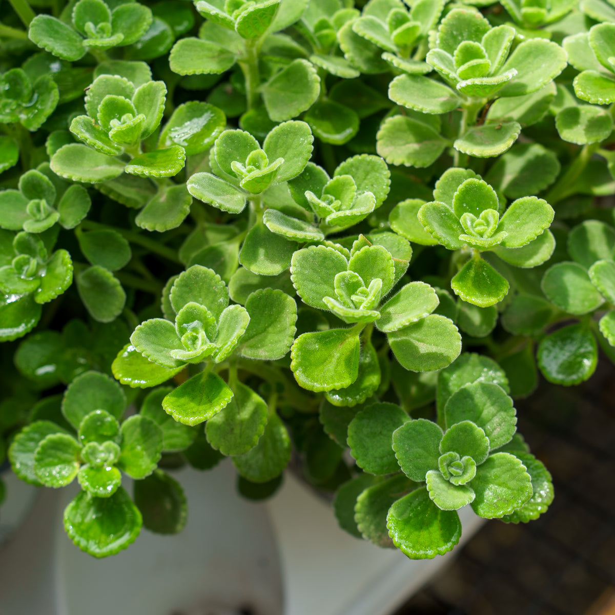 Cerveza n' Lime Plectranthus – Plant Detectives