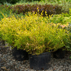 Cesky Gold Dwarf Birch