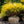 Load image into Gallery viewer, Lemon Thread False Cypress - Cypress - Conifers