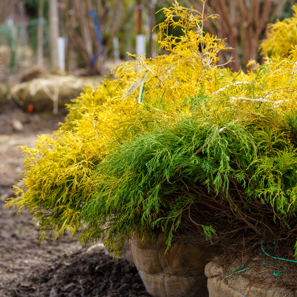 Lemon Thread False Cypress