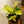Load image into Gallery viewer, Chameleon ZZ Plant