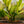 Load image into Gallery viewer, Chameleon ZZ Plant