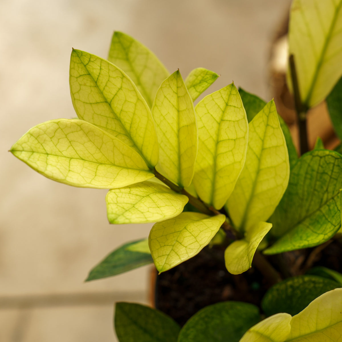 zz plant sun or shade Chameleon ZZ Plant – Plant Detectives
