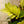 Load image into Gallery viewer, Chameleon ZZ Plant