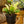 Load image into Gallery viewer, Chameleon ZZ Plant