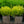 Load image into Gallery viewer, Chardonnay Pearls Deutzia - Deutzia - Shrubs