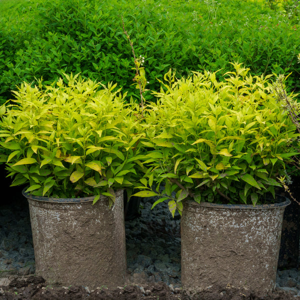 Chardonnay Pearls Deutzia