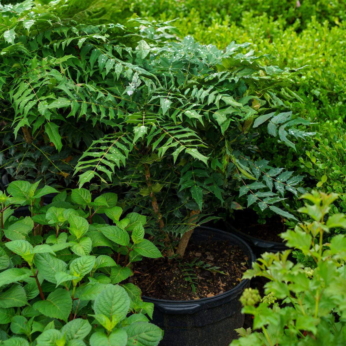 Charity Hybrid Mahonia – Plant Detectives