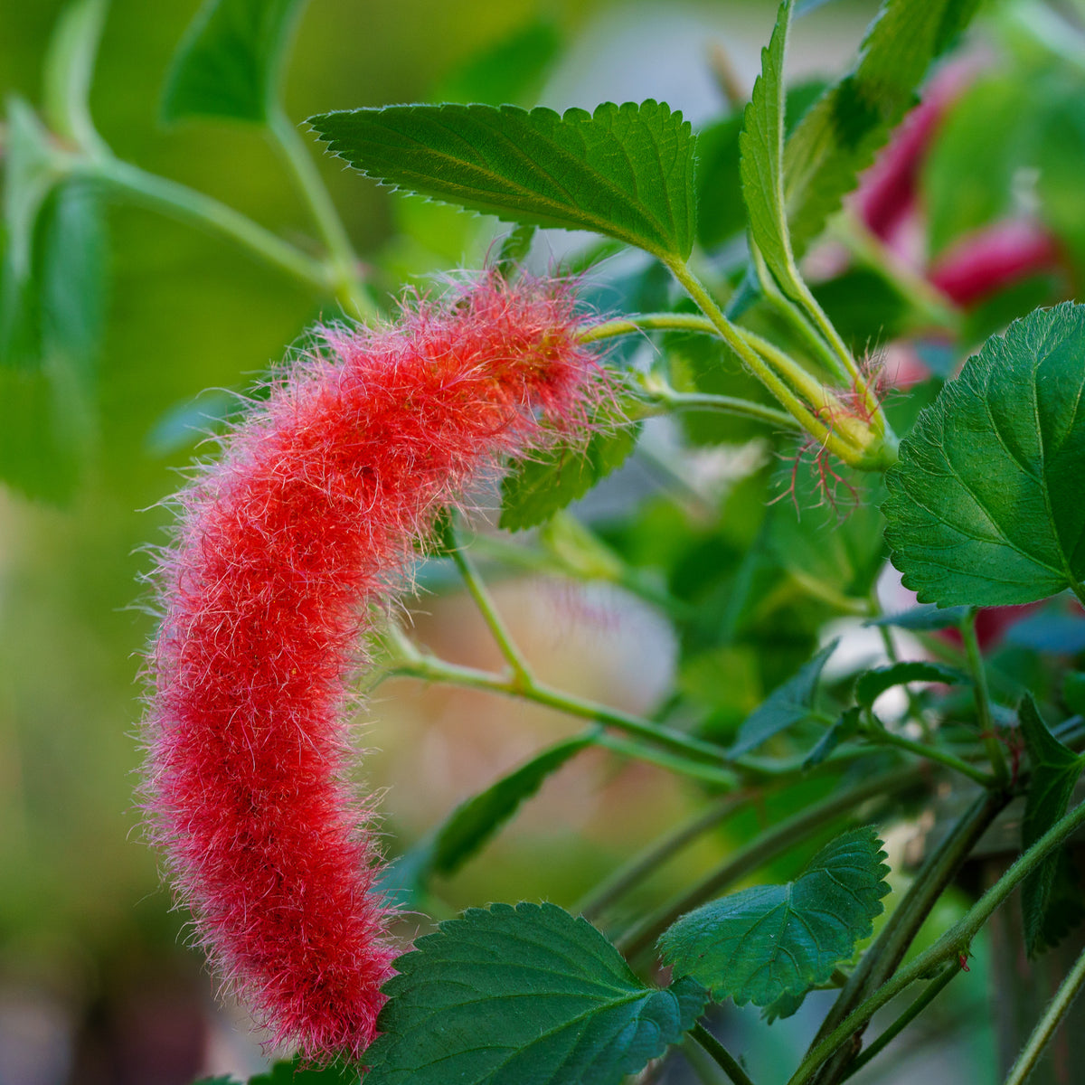 Chenille Plant – Plant Detectives