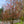 Load image into Gallery viewer, Cherokee Brave Dogwood