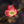 Load image into Gallery viewer, Cherokee Brave Dogwood