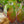 Load image into Gallery viewer, Cherokee Brave Dogwood