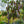 Load image into Gallery viewer, Cherokee Brave Dogwood